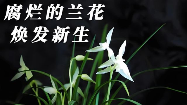 《兰花的日常管理》腐烂的兰花 起死回生