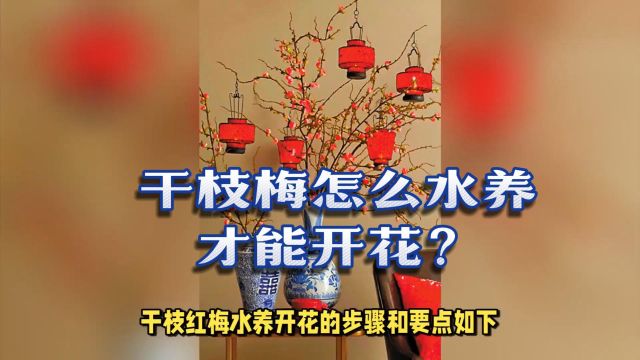 干枝梅怎么水养才能开花?