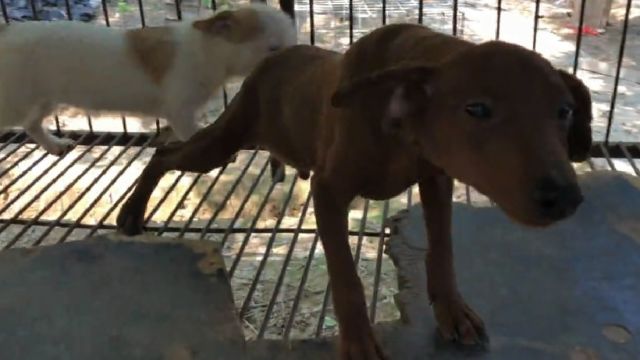 欣赏下这两种宠物犬,体型不大智商高,一种最小护卫犬一种猎狐犬