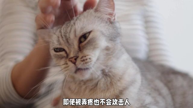 金渐层猫咪为何受欢迎,这几点原因太真实了