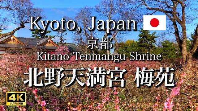 日本旅游 京都北野天满宫美丽的梅花园