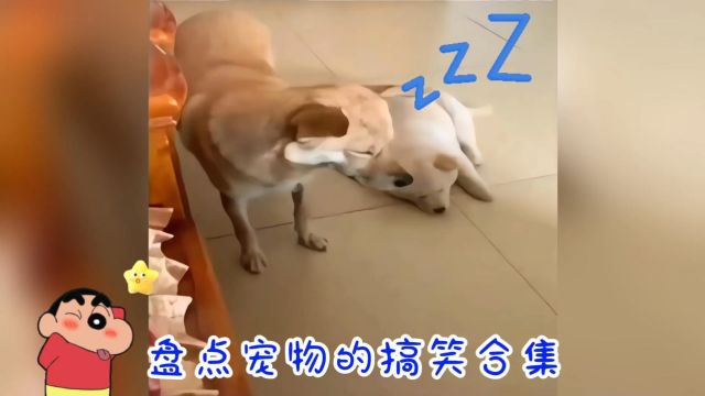 盘点宠物的搞笑合集,嘿嘿