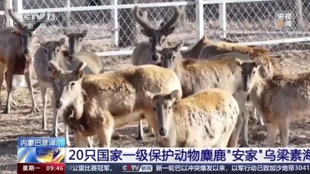 20只国家一级重点保护野生动物正式“安家”内蒙古!