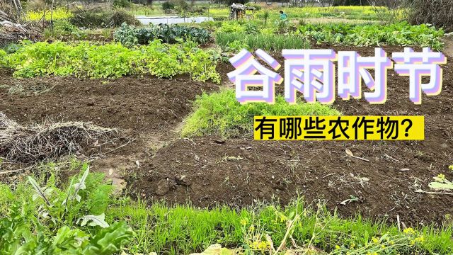 谷雨时节我国主要农作物是什么?这里分享8种,希望能帮到您