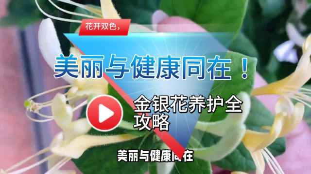 花开双色,美丽与健康同在!金银花养护全攻略