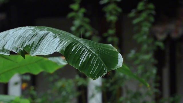 “青瓦长忆旧时雨,朱伞深巷无故人 ”