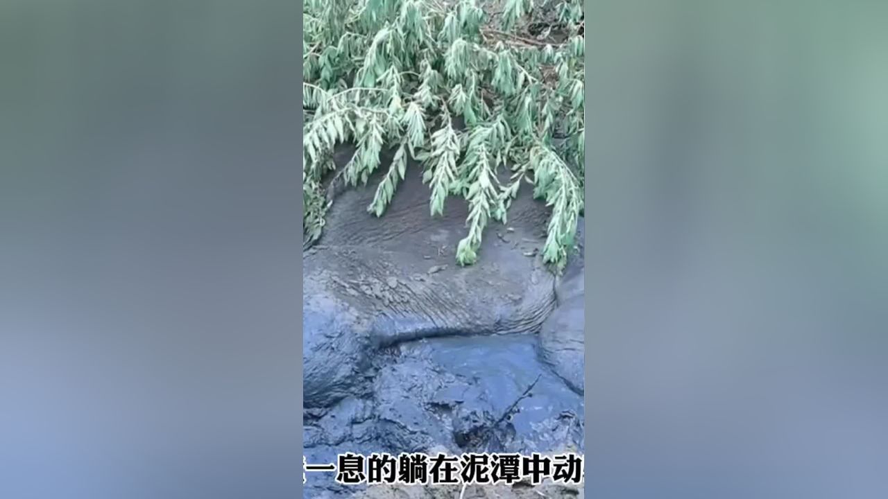 大象不幸陷入泥潭中生命危在旦夕,救援人员及时帮助大象脱离困境动物