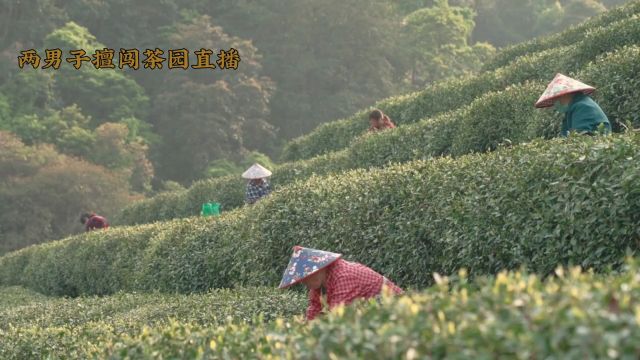 龙井茶园遭直播闹剧?网友担忧网购安全!