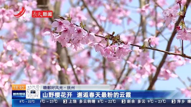 【赣鄱好风光】抚州:山野樱花开 邂逅春天最粉的云霞