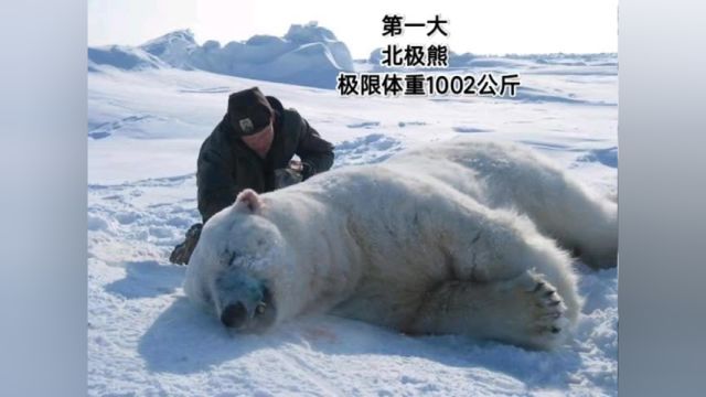 现存陆地食肉目体型前十五位第一和最后一位相差十倍以上