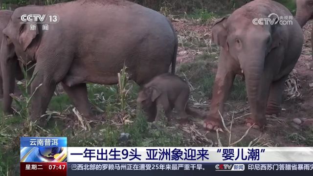 云南普洱 一年出生9头 亚洲象迎来“婴儿潮”