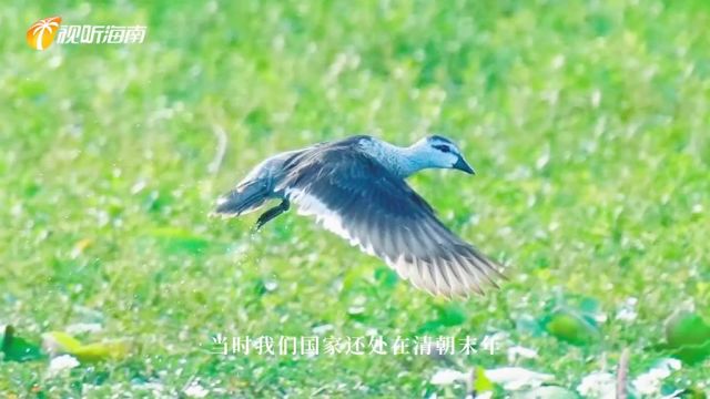 “稀客”光临 在海南已117年未监测到的珍稀鸟类棉凫现身昌江 来源:海南岛纪事