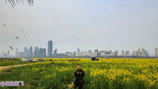 南昌市江心岛,镜头里的春天,油菜花海的天花板