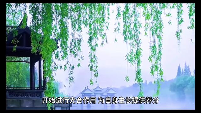 柳树什么时候发芽