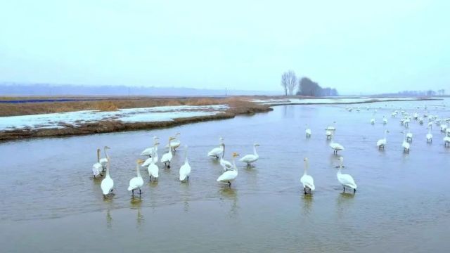 无定河湿地春韵:白天鹅与自然共舞