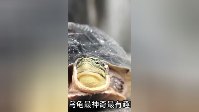 乌龟最神奇的地方神奇乌龟海龟神奇动物涨知识海洋生物