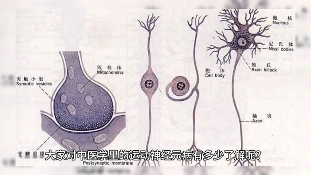 运动神经元(渐冻症)病因造成津血亏虚,从而导致津液、津血不足,无法濡养筋脉肌肉,使肌肉软弱无力,因此患者出现肢体乏力、无法随意活