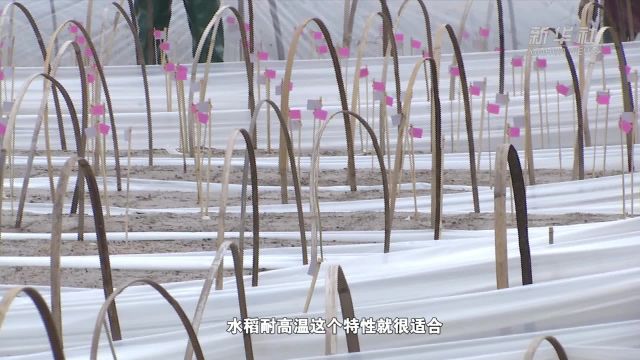 四川泸县:水稻育秧正当时 培新选优助增产