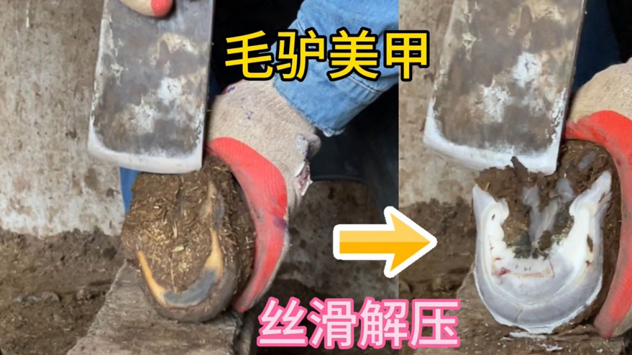 老师傅给毛驴修蹄美甲,手法干净利索切驴蹄如切地瓜片,非常丝滑