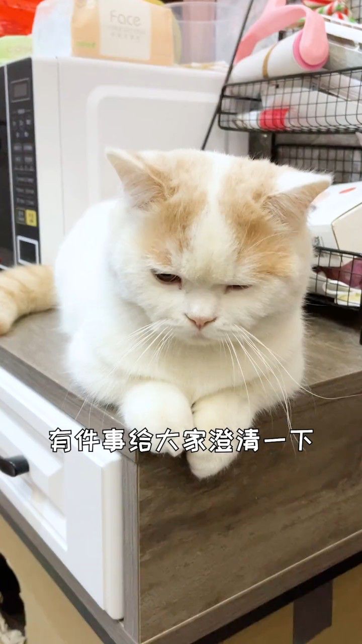澄清:猫是听不懂人话的,但是能听懂狗语