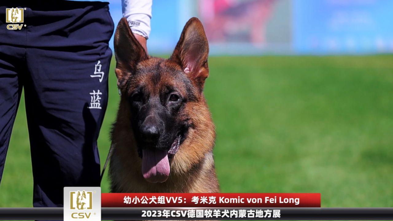 2023年csv德国牧羊犬内蒙古地方展幼小公犬组vv5犬只讲评