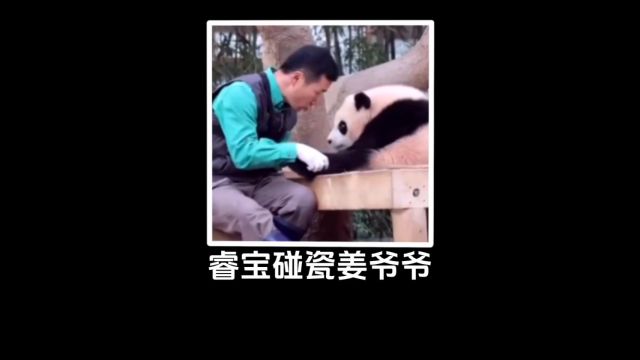 睿宝这也太聪明了吧,这碰瓷技术牛啊~