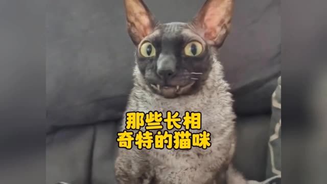 那些长相奇特的猫咪,来看看哪个最有趣