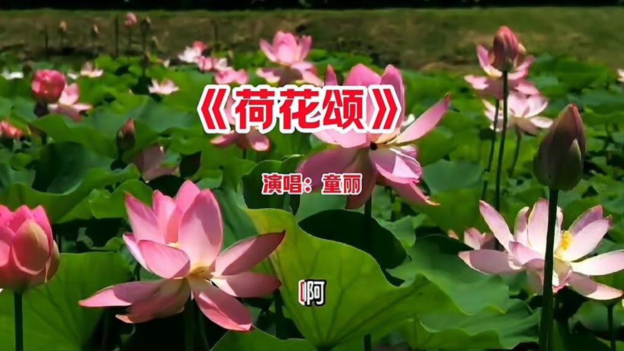歌手童丽演唱的《荷花颂》,用优美动听的歌声,赞颂荷花的美丽
