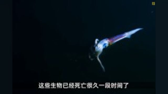 海底巨大的盐卤池也被称为死亡之水,却生存着活了上百年的巨型贻贝