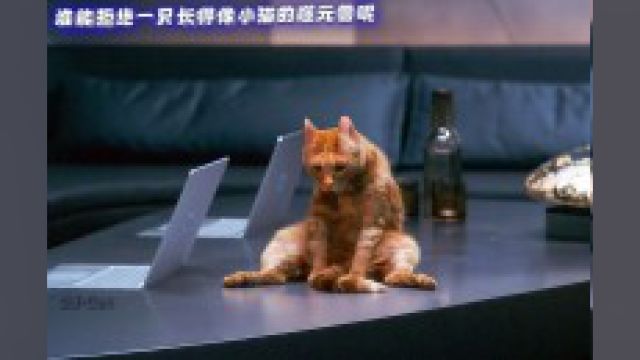 谁能拒绝一群可爱又危险的噬元兽小猫咪呢