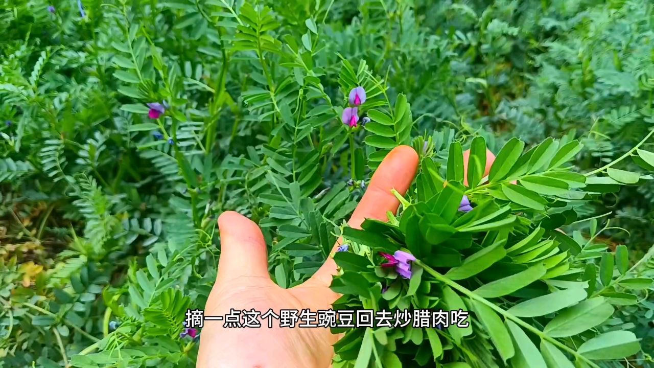 单身的男人回农村一个人生活,省吃俭用野菜豌豆尖炒腊肉.