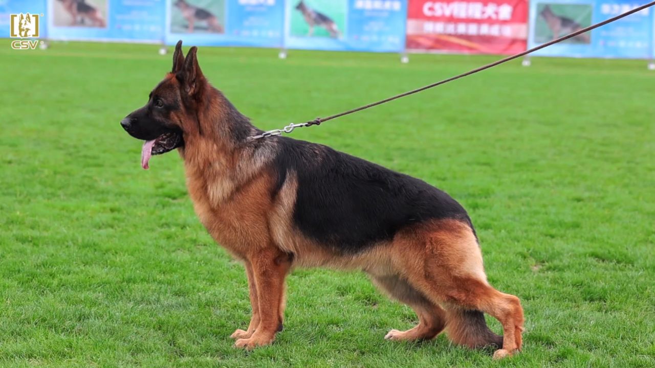 2023年csv德国牧羊犬云南地方展青年公犬组sg1犬只讲评