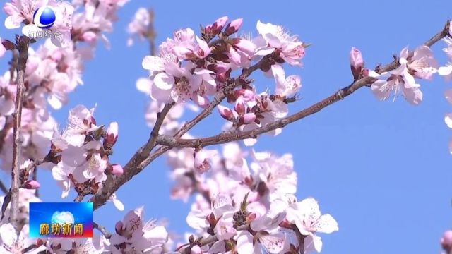 廊坊新闻直通车丨生态环境联防联治持续深化 三地共享更多碧水蓝天;风暖春花开 踏春赏美景......