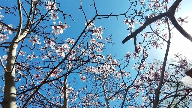 北京二环边上的“山村野趣”!满园的春色都快溢出来了~