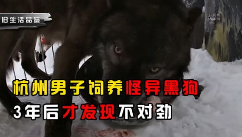 杭州男子饲养怪异黑狗，只吃熟肉不吃狗粮，3年后才发现不对劲
