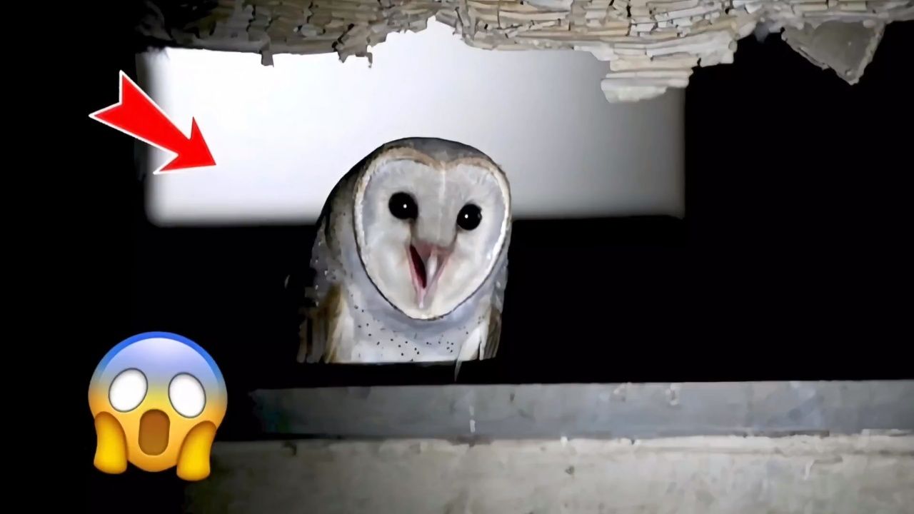 世界上最可怕的八种猫头鹰