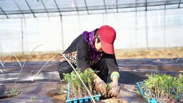 济南市天桥区:抢抓农时播种忙 不负春耕好时光