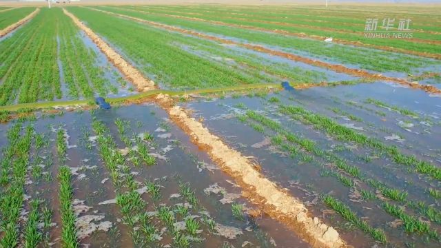 河北衡水:保春灌 农田水利建设按下“快进键”