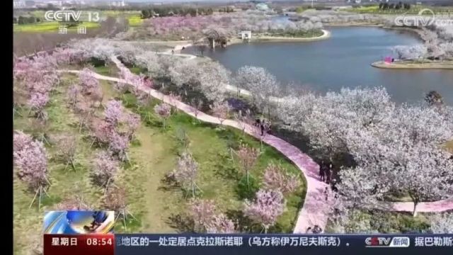 知音湖北 遇见浪漫孝感丨安陆樱花,上央视了!