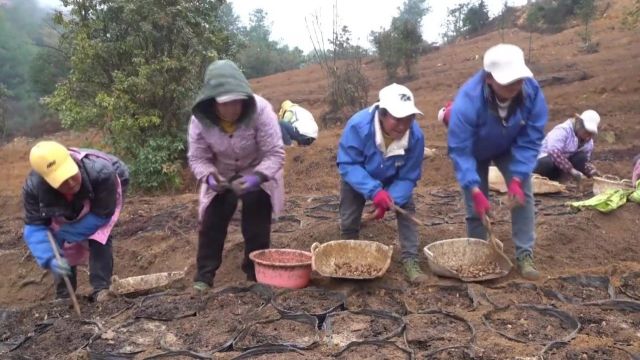 春天里的昭通印象|云南彝良8.5万亩天麻种植正“如火如荼”