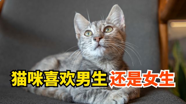 你知道吗?猫咪更喜欢女生哦!