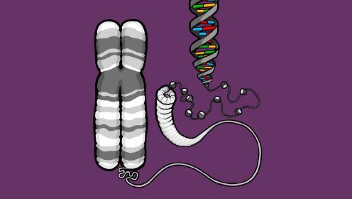 基因、DNA与染色体的关系