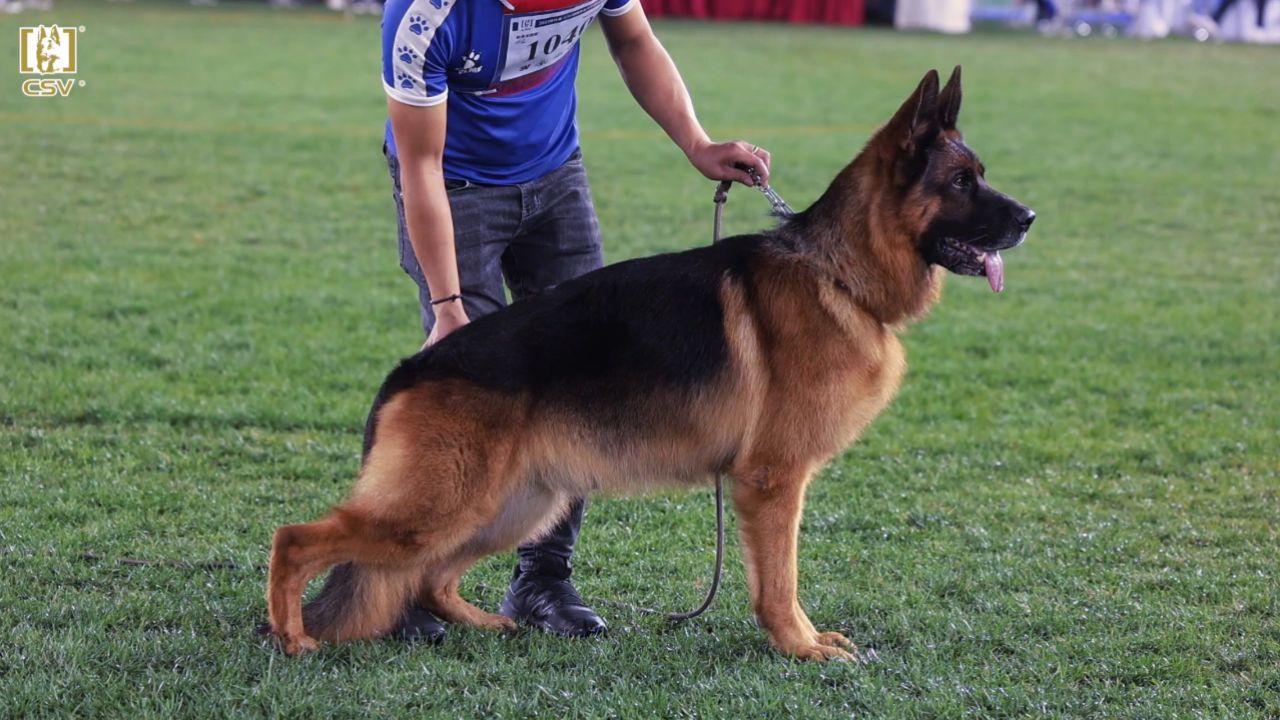 2023年秋季·csv德国牧羊犬中国优胜繁殖展成年公犬组va2犬只讲评