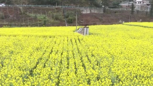 乡村行 看振兴|息烽县快马加鞭推进高标准农田建设