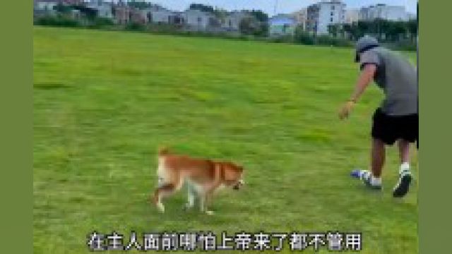 被医生宣判“死刑”的犬瘟狗,主人竟自己用药把它救活了