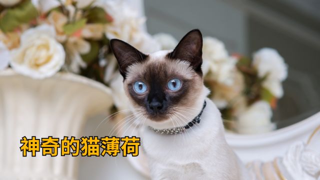 神奇的猫薄荷