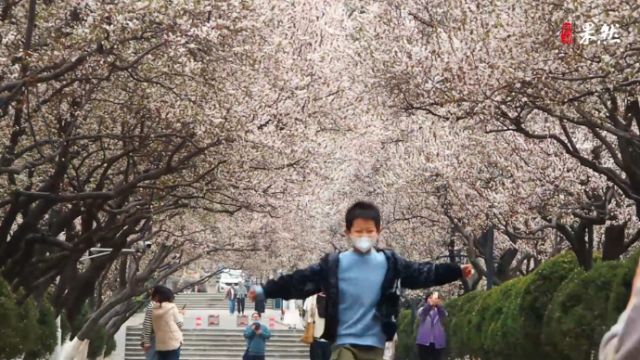 果然视频|花瓣雨随风飞扬,山东师大“樱花大道”浪漫唯美