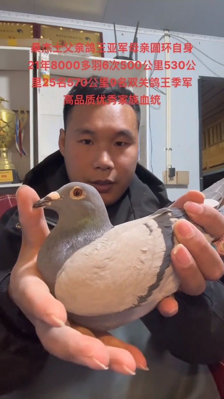 桑杰士父亲鸽王亚军母亲圆环自身21年8000多羽6次500公里530公里25名
