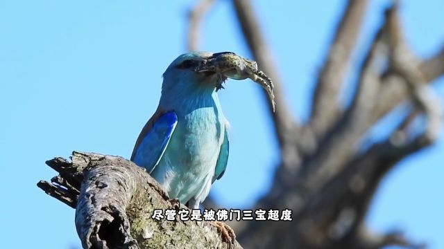 罕见的吞食画面,蓝胸佛法僧试图吞下气蛤蟆!