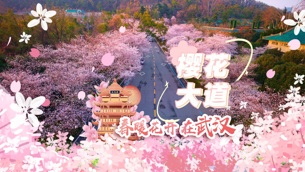 武汉大学樱花大道